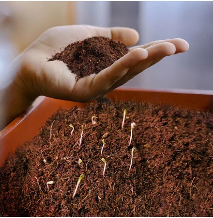 Organic Cocopeat Block – 1 KG Potting Mix for Plants | Styleva - Image 3