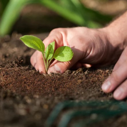 Organic Cocopeat Block – 1 KG Potting Mix for Plants | Styleva - Image 4