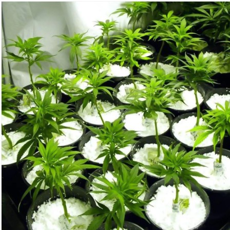 Perlite Soil Conditioner – Enhances Root Growth & Drainage | Indo Glow