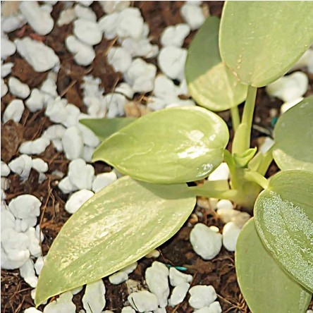 Perlite Soil Conditioner – Enhances Root Growth & Drainage | Indo Glow - Image 5