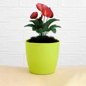 Plastic Flower Pots – Durable Round Planters for Home & Garden | Plant Edge