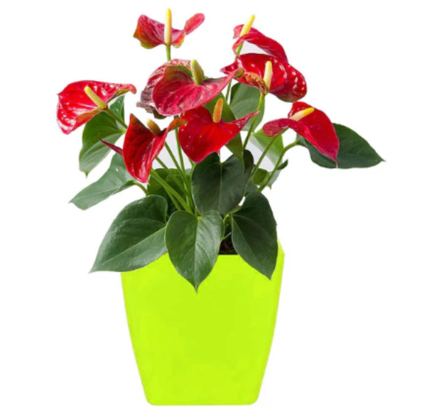 Square Flower Pots for Indoor & Outdoor Gardening - Image 4
