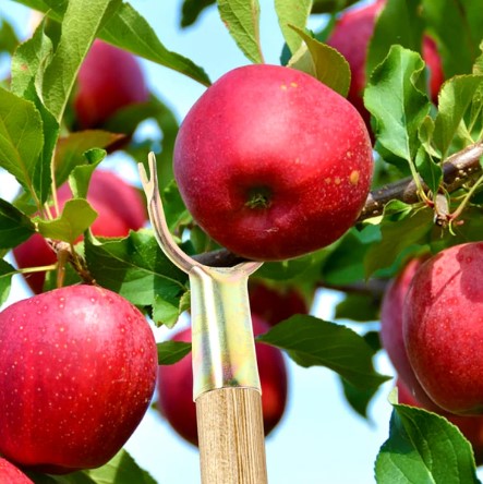 Fruit Plucking Tool Head Set – Easy Manual Tree Fruit Harvester - Image 3